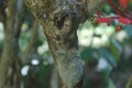 Quassia indica, Niepa Bark Tree, Flowers of India, Ã Â¤Â²Ã Â¥â¹Ã Â¤âÃ Â¤âÃ Â¤Â¡Ã Â¥â¬ Lokhandi, Karinghota, Karingota, Samadera indica